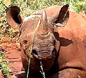 Rhino named Omni after Omni Computer Products, Rhinotek